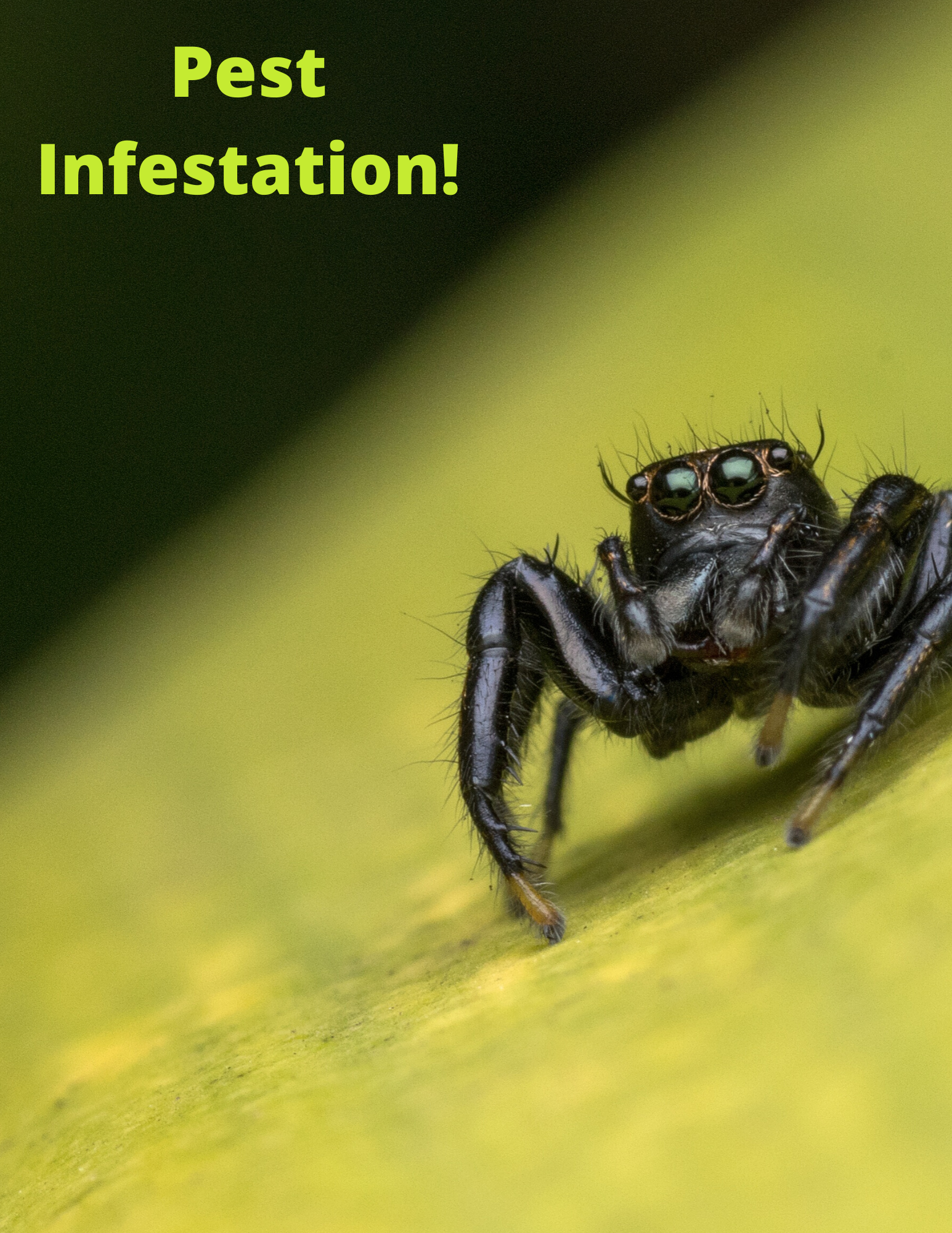 Pest Infestation