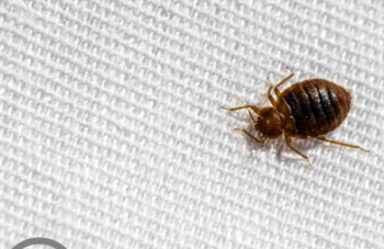 Remove Bed Bugs